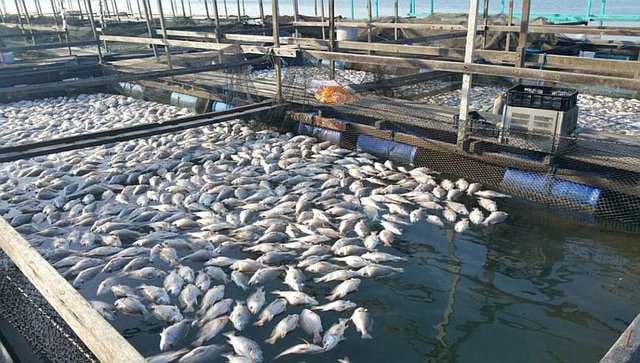 Earn More Then Three Times From Mixed Fish Farming