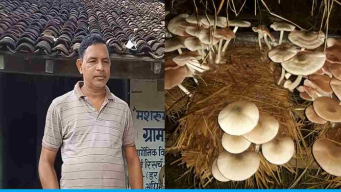 Grow Mushroom From Paddy Straw