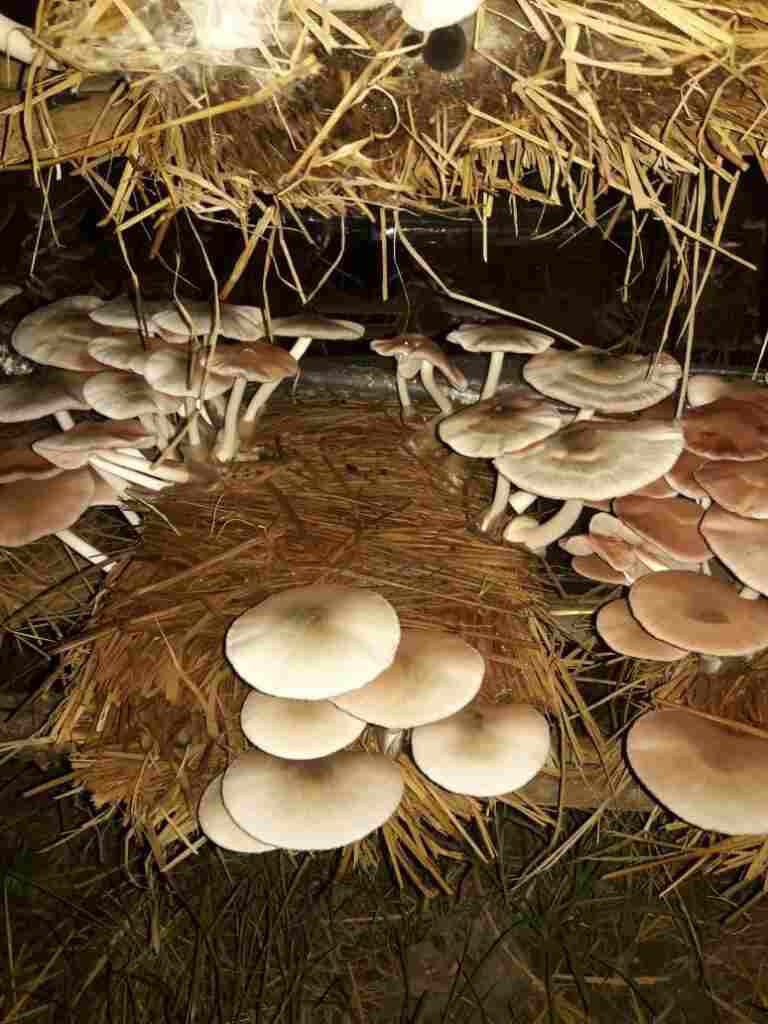 Grow Mushroom From Paddy Straw