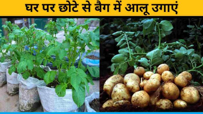 Grow Potatoes In Small Bags At Home