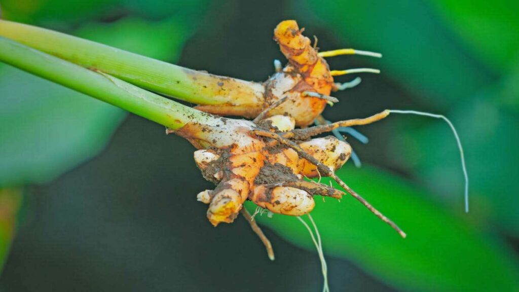How To Grow Turmeric Plant At Home