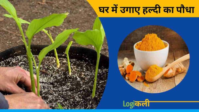 How To Grow Turmeric Plant At Home