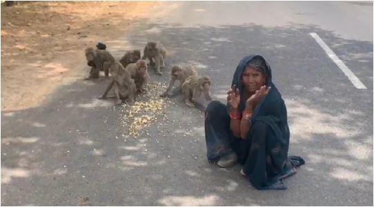 Rani Takes Care Of Monkeys Likes A Mother