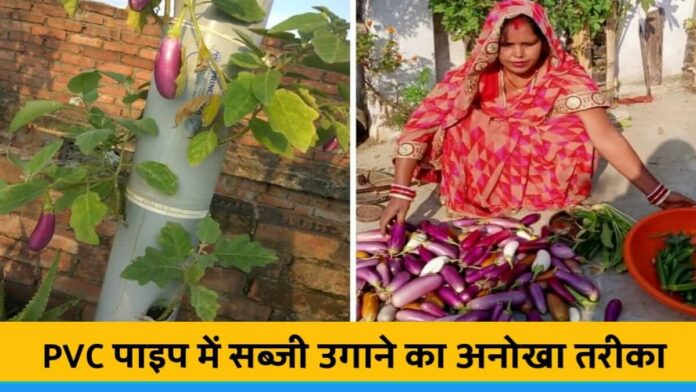 Sunita prasad from chapra grows vegetables in pvc pipe