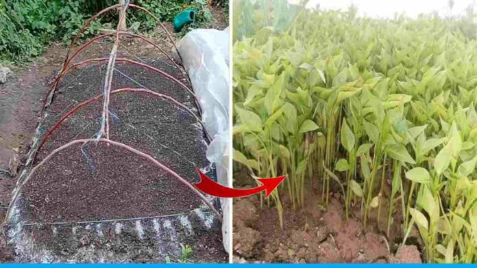 Tips To Prepare Tomato Nursery At Home