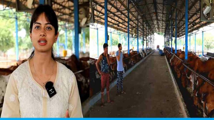 Vaishwi Started Desi Cow Dairy Farm