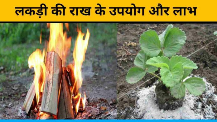 Wood Ash Is Very Beneficial For The Garden