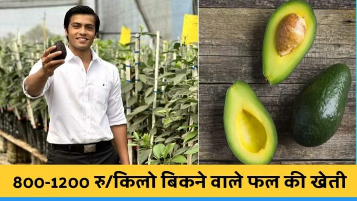 Harshit from bhopal starts avocado israel farming in india