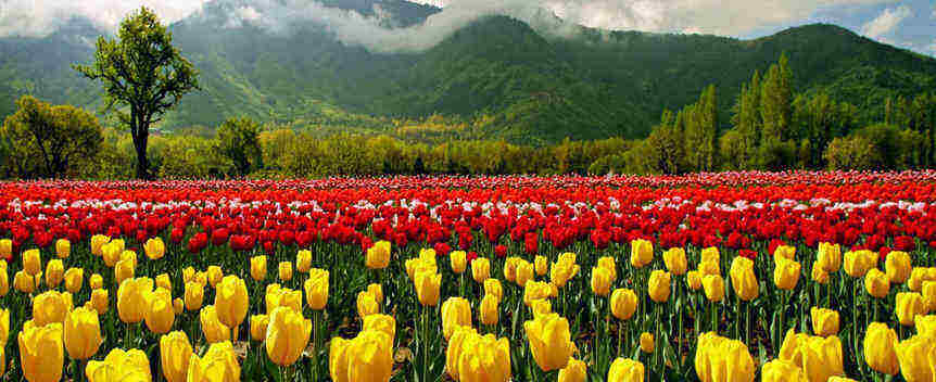 Red and yellow tulip flowers in indra gandhi memorial tulip garden shrinagar Kashmir