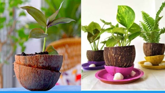 Make beautiful gardening pots with coconut shell