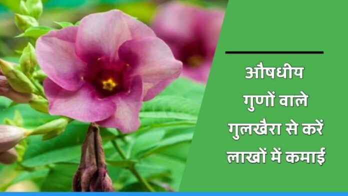 Earn lakh by medicinal plant gulkhaira farming