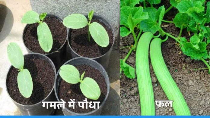 Learn to grow kakari plant in pot ghar par kakari lagane ka tarika