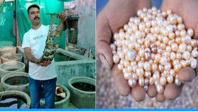 Rajasthan Farmer Narendra Kumar Garwa earning rs 5 lakh from pearl farming