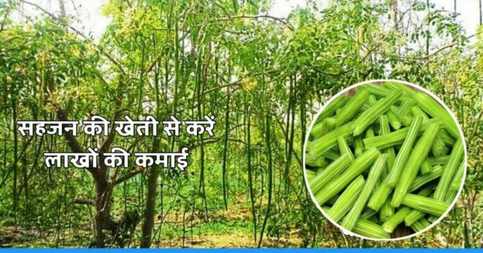 Earn lakhs of rs every year by Drumstick Farming