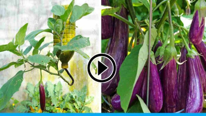 Grow Eggplant In Plastic Bottle