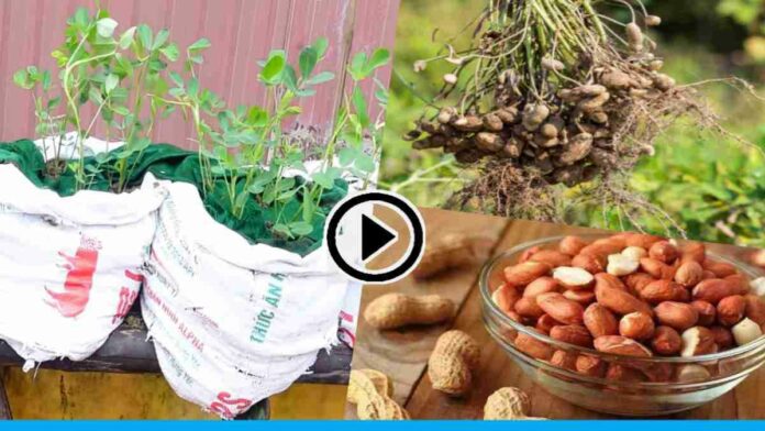 Grow Peanuts At Home