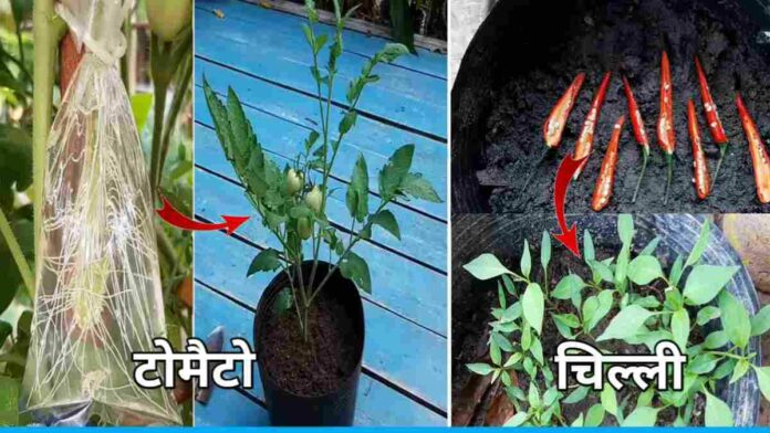 Grow Tomato ,Chilli,And Papaya In Your Garden