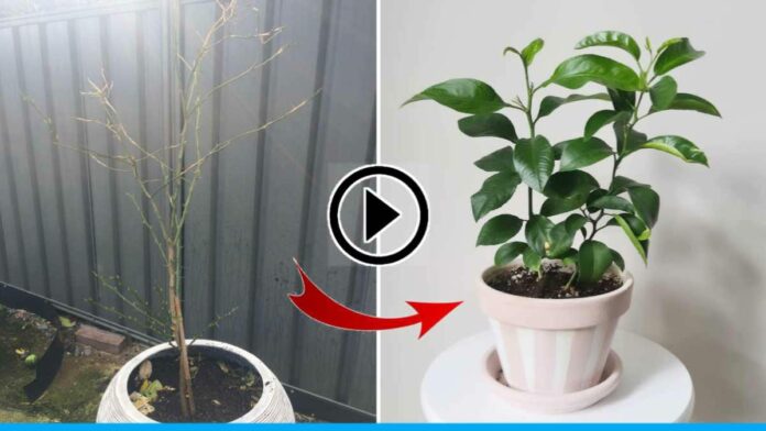 How To Green A Dried Lemon Plant