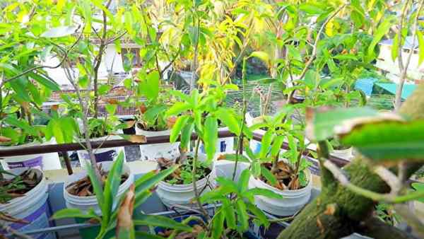 Joseph Francis grows 50 Types Of Mangoes from A one tree (2)