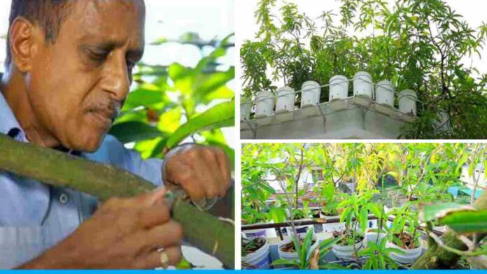 Joseph Francis grows 50 Types Of Mangoes from A one tree