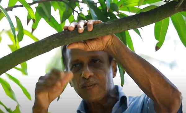 Joseph Francis grows 50 Types Of Mangoes from A one tree