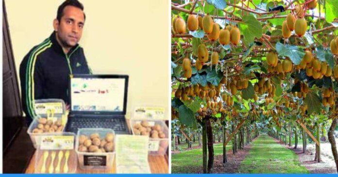 Mandeep verma quits his corporate job and earns rs 40 lakh annually by kiwi and apple farming