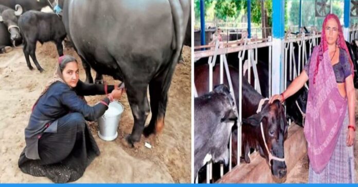 62 years old gujrati woman Navalben Dalsangbhai Chowdhary earn lakhs of rupees monthly by milk business