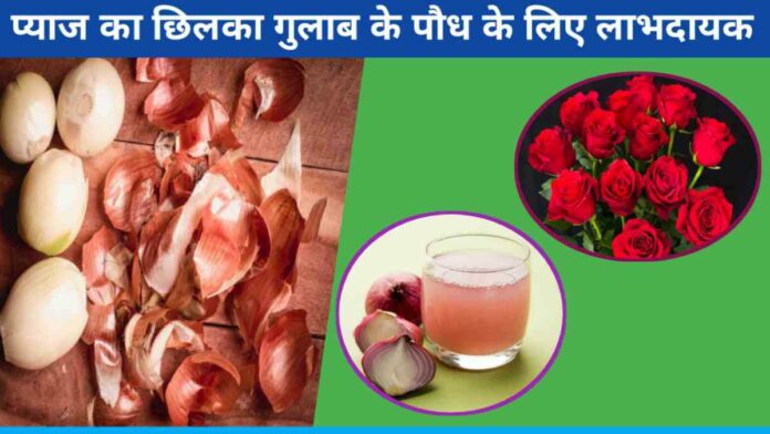 Onion Fertilizer Is Very Beneficial For Rose Plant