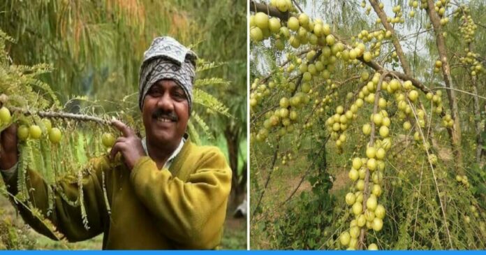 Rajasthan farmer amar Singh earning lakhs by amla farming