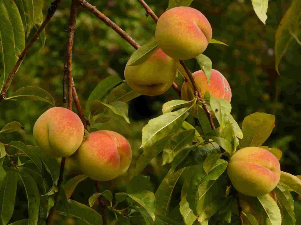 Tips For Growing Peach Plant At Home