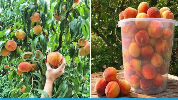Tips For Growing Peach Plant At Home (3)