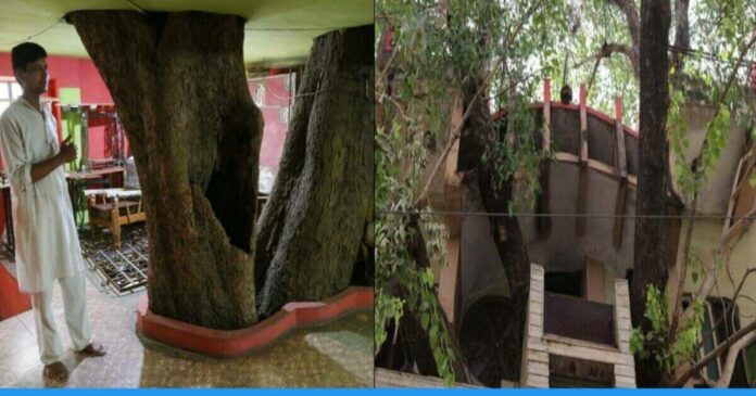 Yogesh Kesarwani from madhyapradesh build house between 150 years old tree