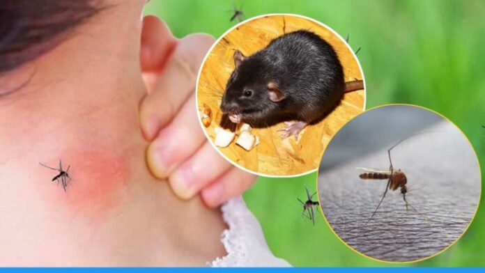 Easiest trick to repel mosquito flies and rats of home