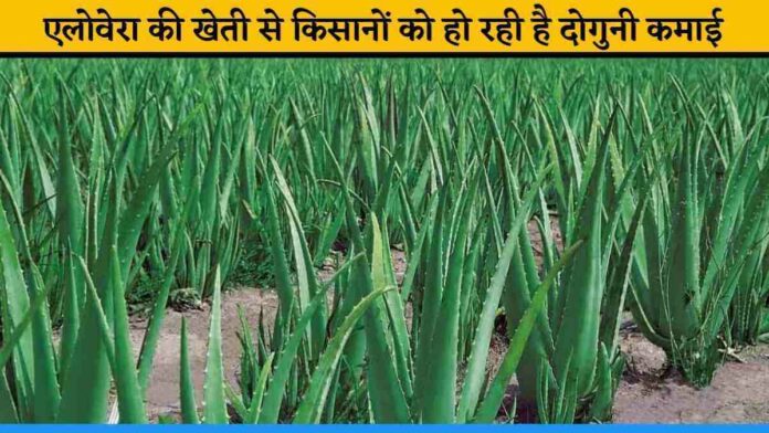 Farmers of Deori, Jharkhand earning double profit from Aloe Vera cultivation