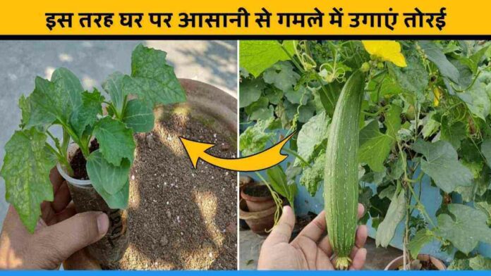 Know How to Grow Ridge Gourd in Pot Easily at Home.