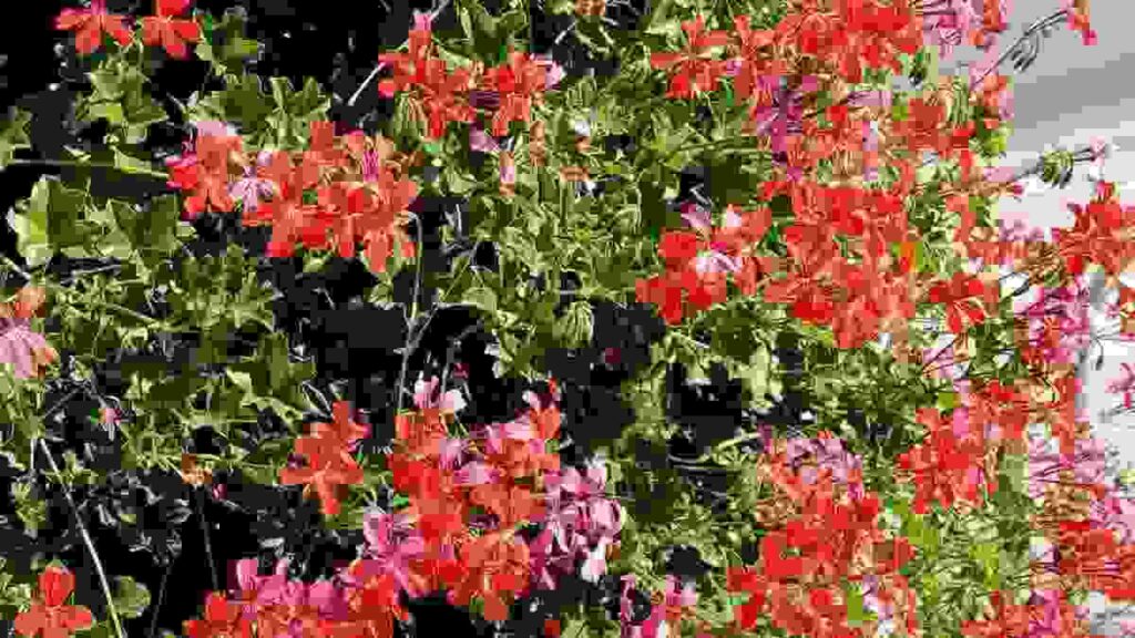 Genanium Best Indoor Plants for Summer Season