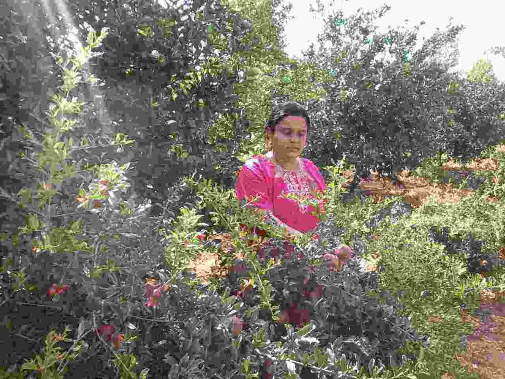 Karnataka Woman Farmer Kavita Umashankar Mishra earns Rs 25 to 30 lakhs annually from Horticulture