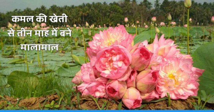 Earns better profits in three month from Lotus Cultivation