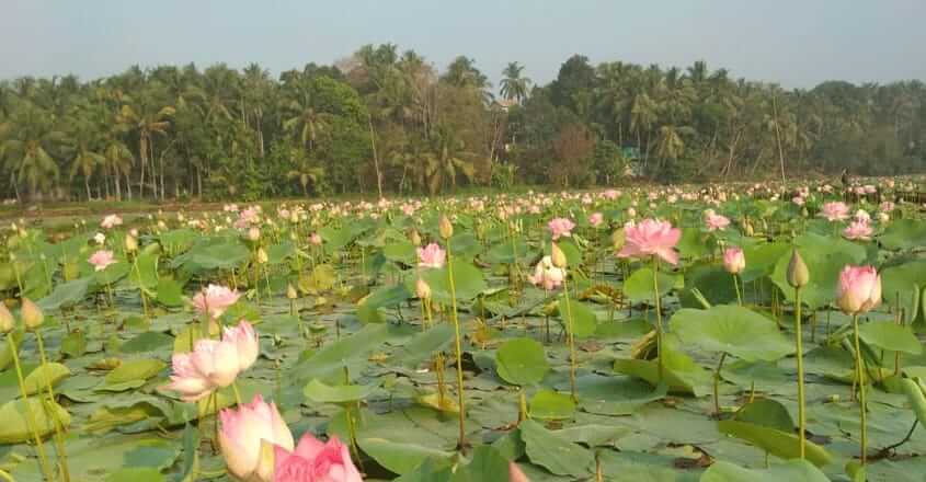 Earns better profits in three month from Lotus Cultivation