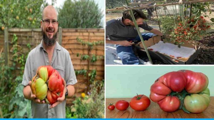 More Than 1000 Tomatoes Grown From 1 Tomato Plant