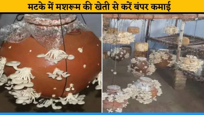 Earns more profit from Mushroom Farming in Matka Pot