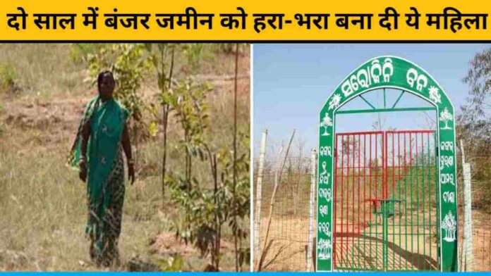 Sarojini Mohanta Is Making A Forest On Barren Land