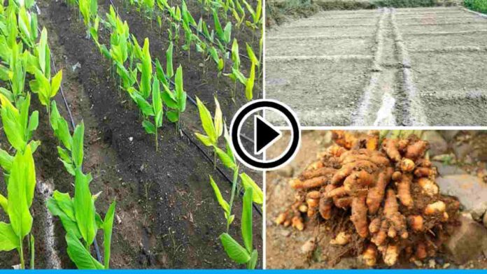 Tips To Know How To Cultivate Turmeric