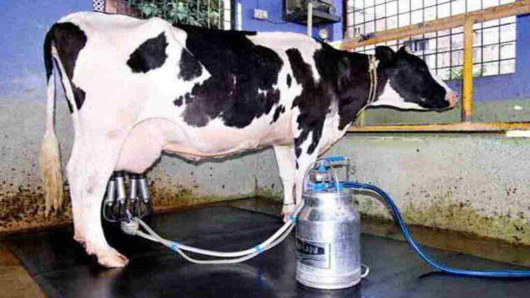 Various Types Of Products Are Made From Cows Milk In Radha Krishnan Gosala Located In Karnal
