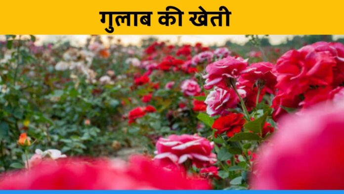 Women Of Chhattisgarh Are Earning 30 Thousand Rupees A Month By Cultivating Rose