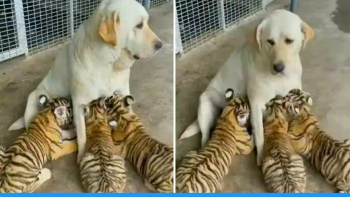 Viral video of female dog feeding tiger cubs