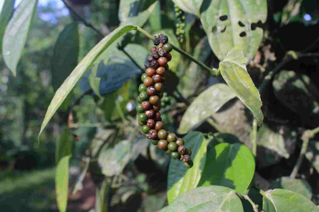 Know How to grow black pepper in pot at home