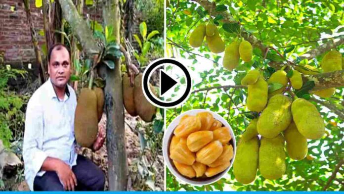 jackfruit cultivation tips