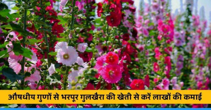 Earn lakhs of rupees from the cultivation of medicinal plant Gulkhera