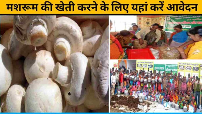 Apply Here For Mushroom Cultivation